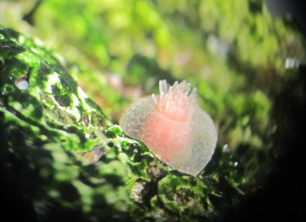 Представитель Семейства Aiptasiomorphidae